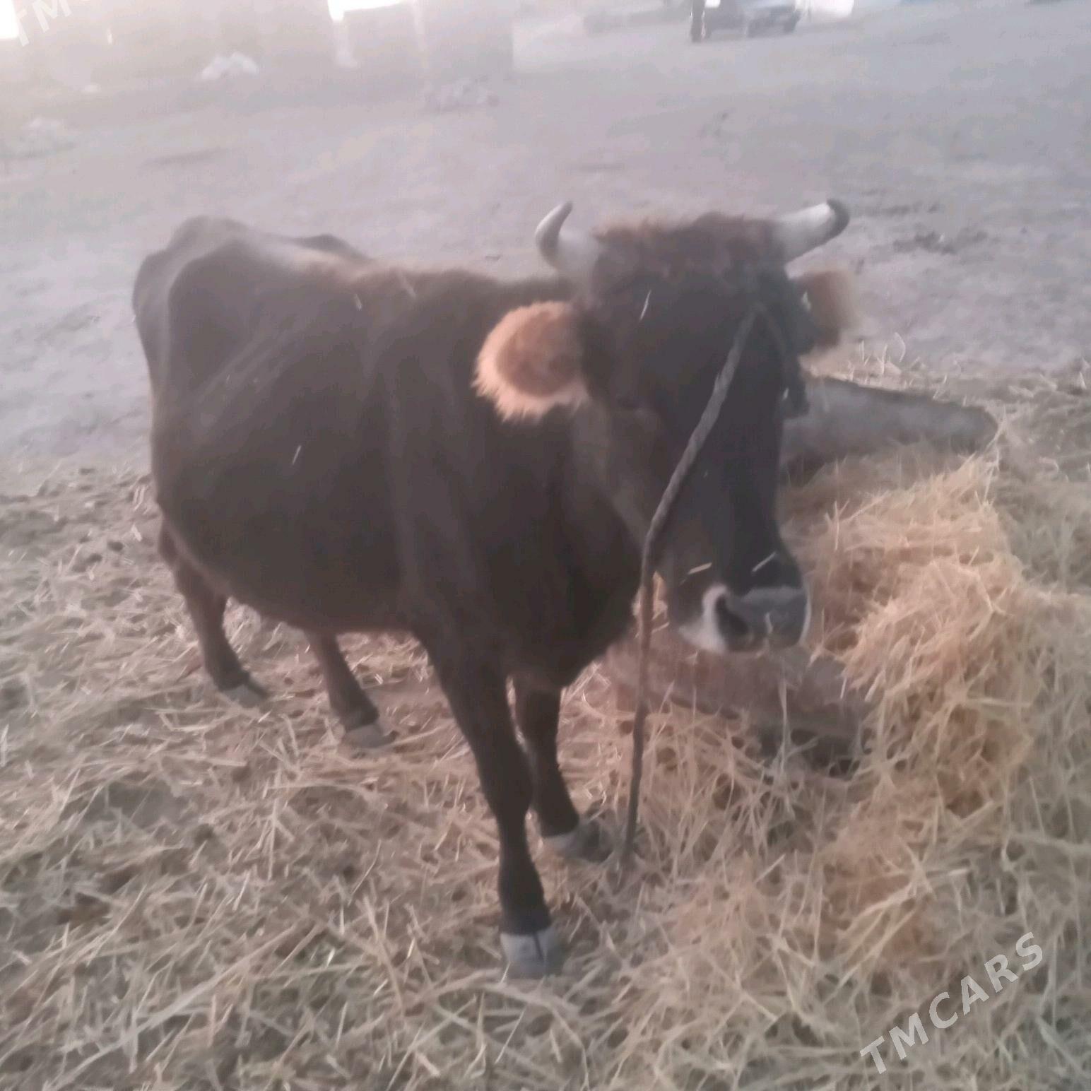 öküz - Гызыларбат - img 7