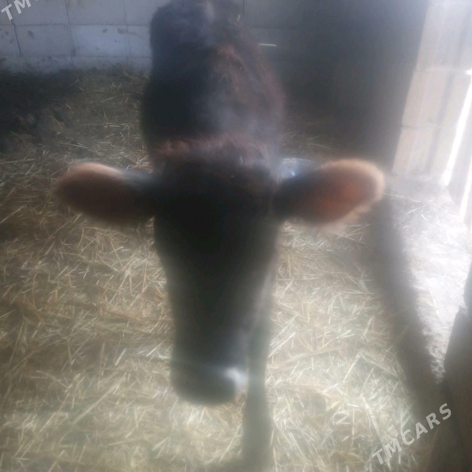 öküz - Гызыларбат - img 5