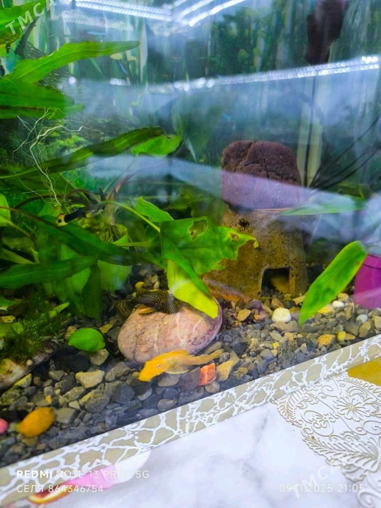 Аквариум - Мары - img 2