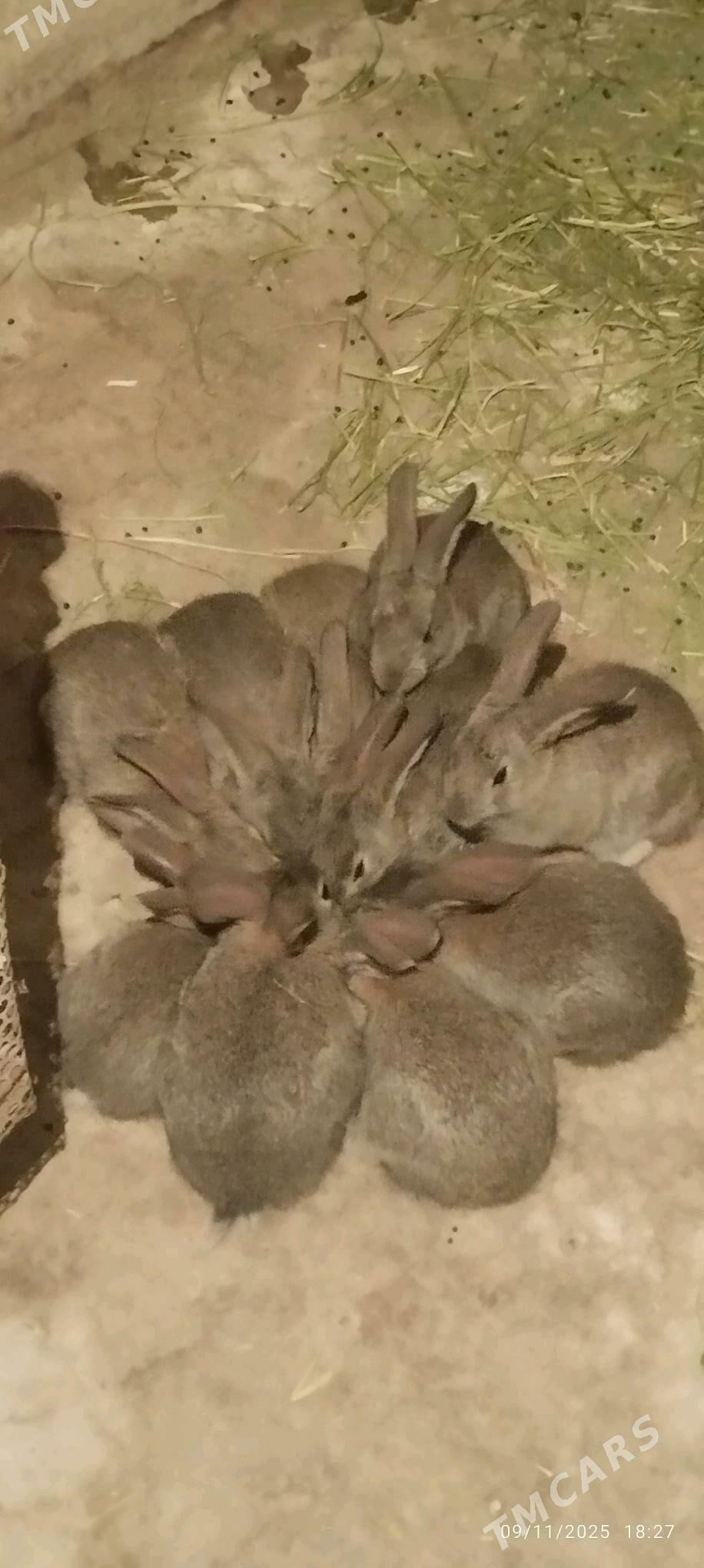 Towşan - Ашхабад - img 9