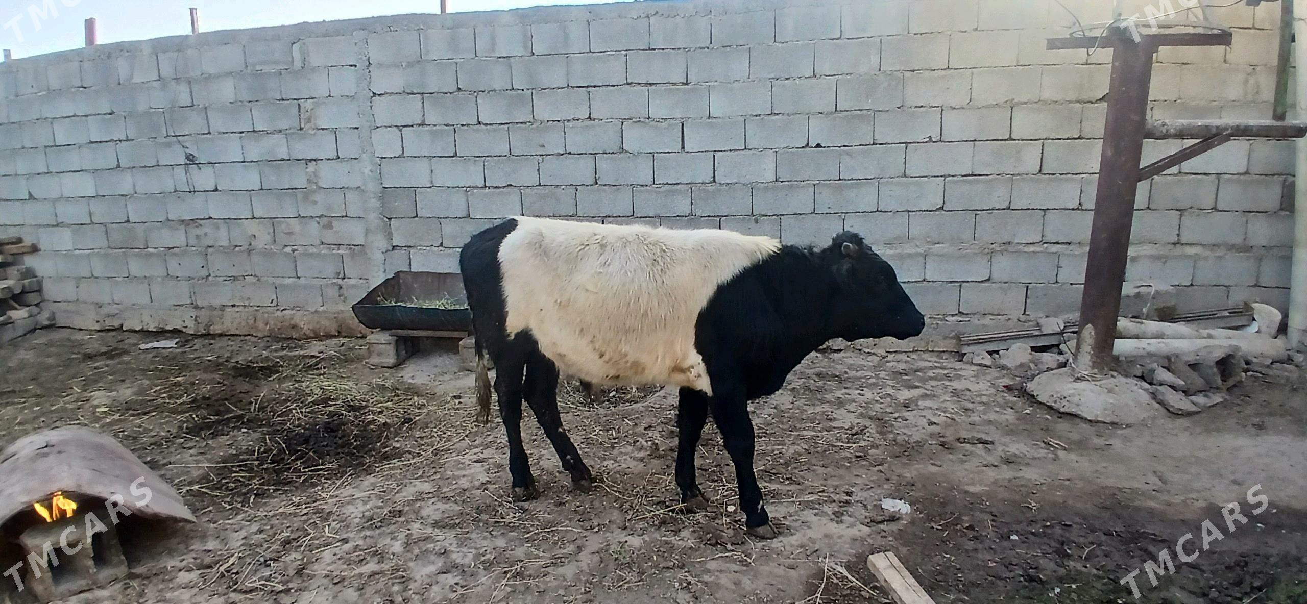 gole okuz - Бузмеин - img 2