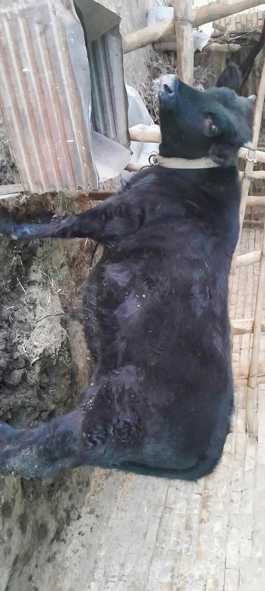 Okuz - Мары - img 1