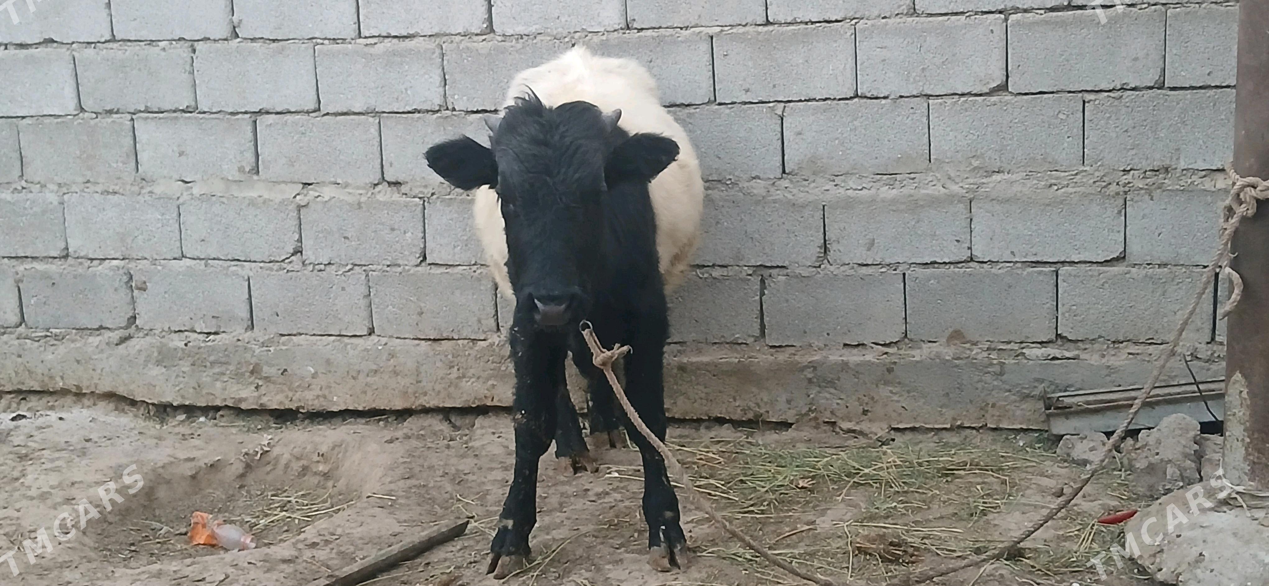 gole okuz - Бузмеин - img 4