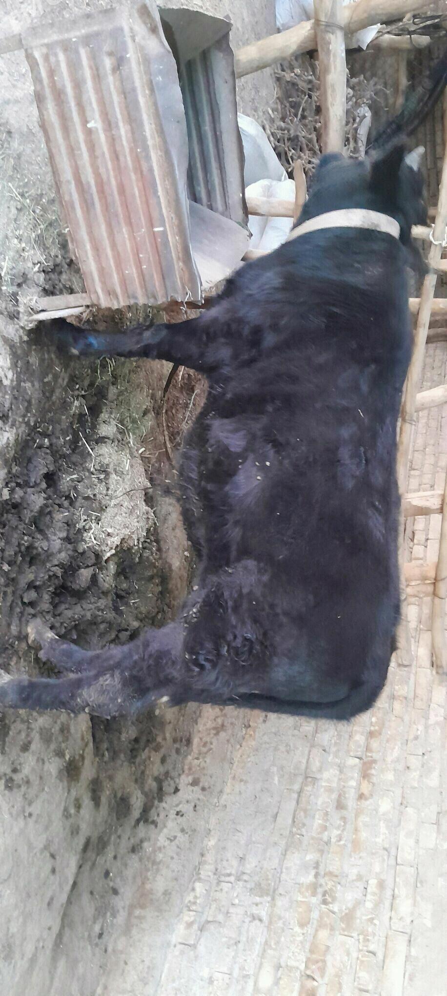 Okuz - Мары - img 2