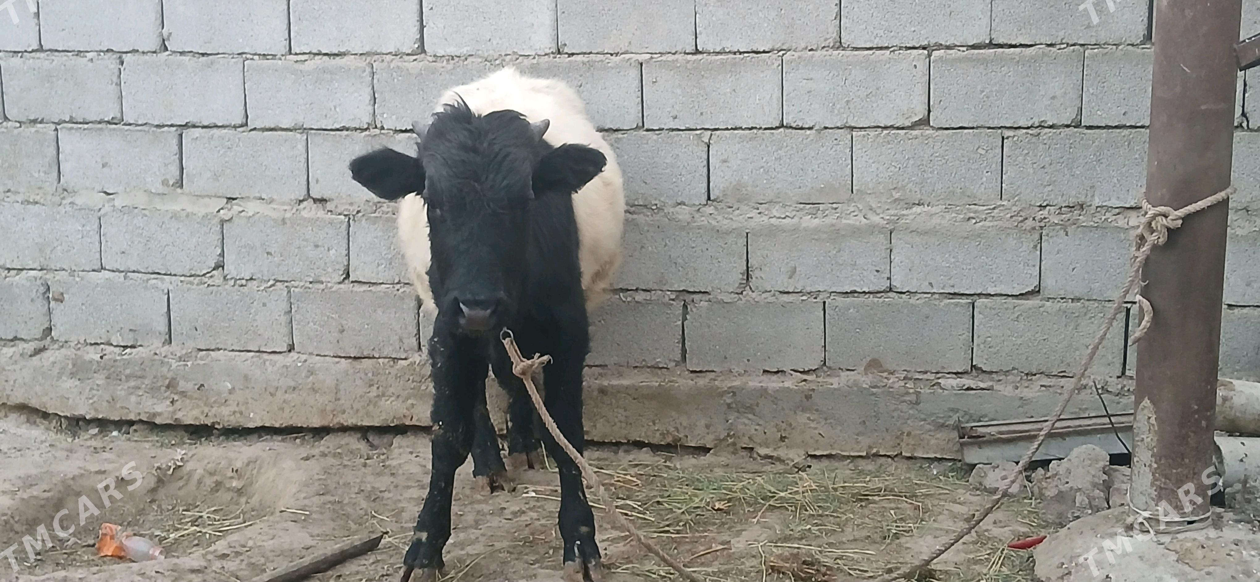 gole okuz - Бузмеин - img 5