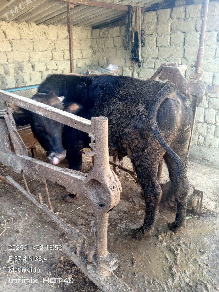 OKUZ - Бахарден - img 2