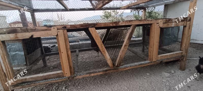 Ketek - Balkanabat - img 2