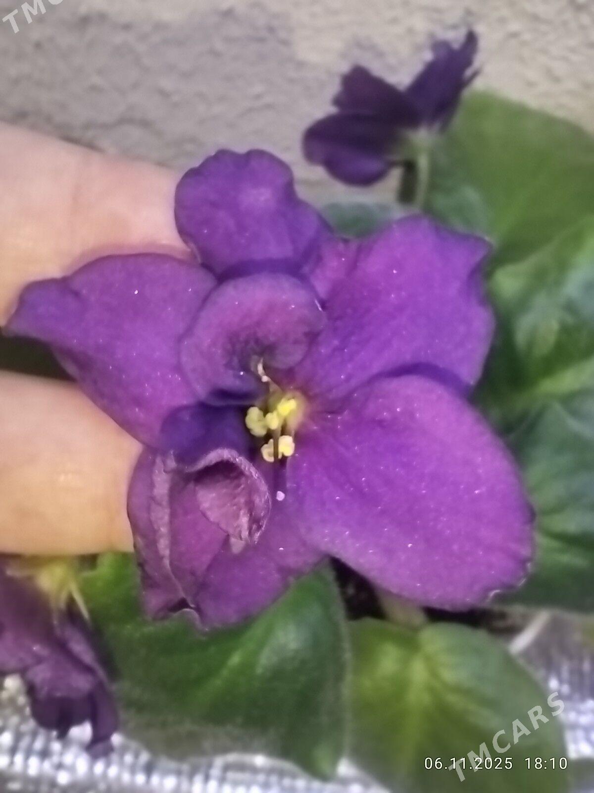 Фиалка - Ruhabat (90-njy razýezd) - img 6