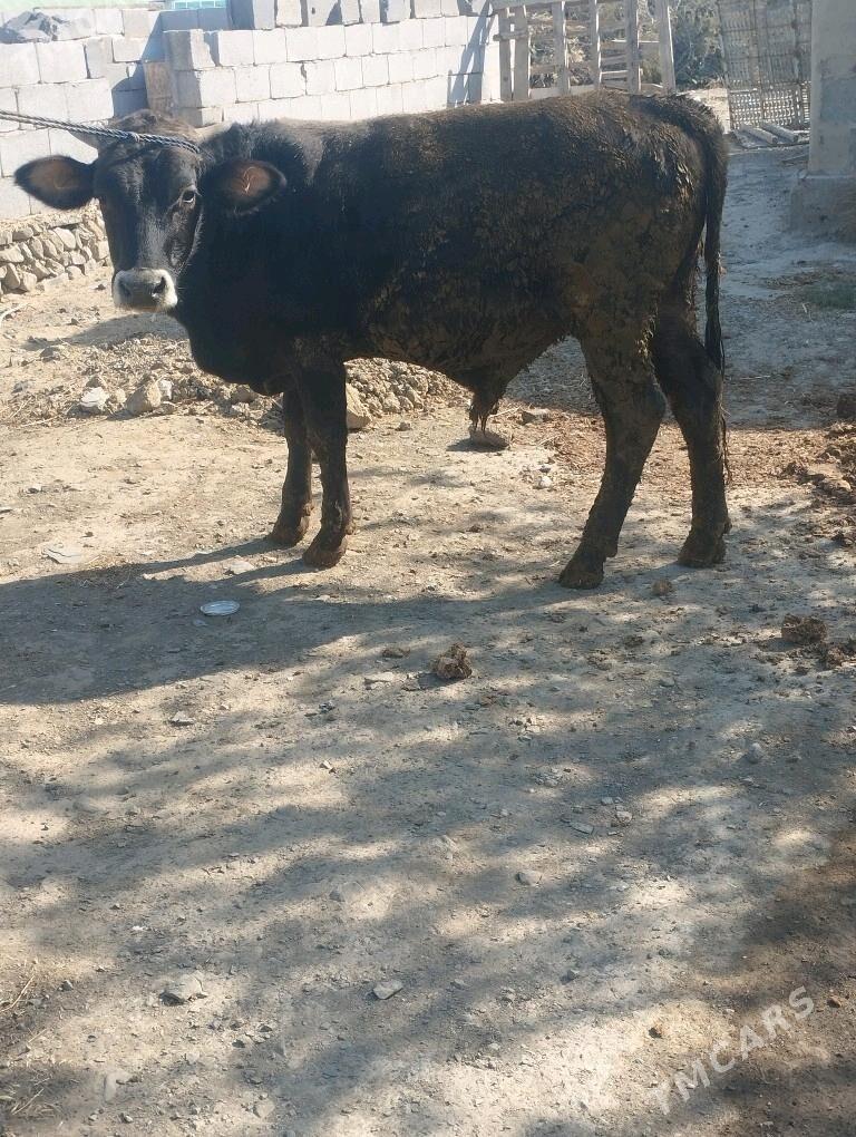 okuz - Бахарден - img 3