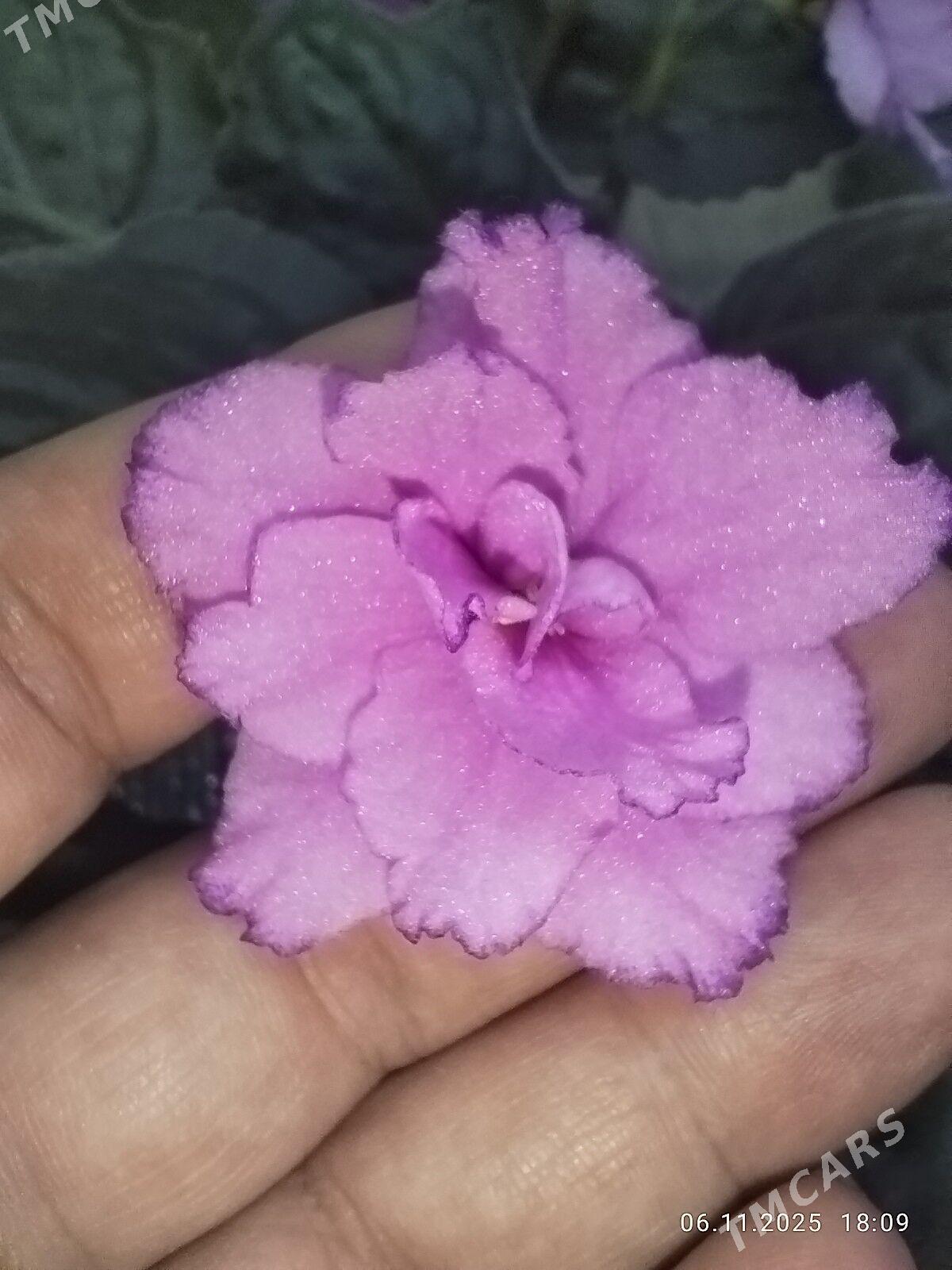 Фиалка - Ruhabat (90-njy razýezd) - img 10