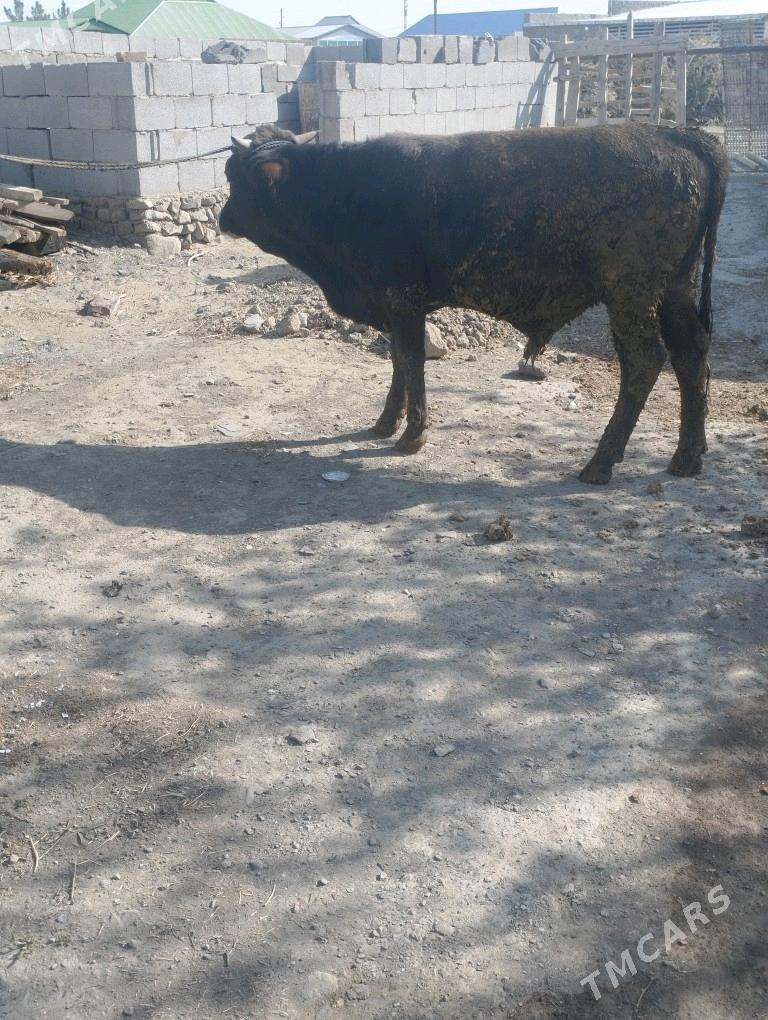 okuz - Бахарден - img 2