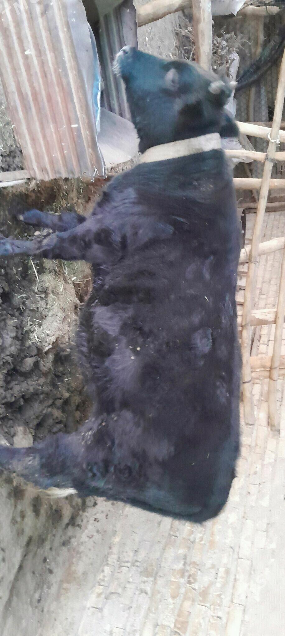 Okuz - Мары - img 3