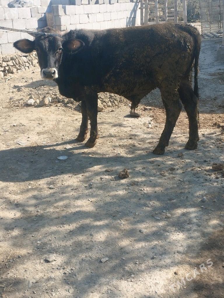 okuz - Бахарден - img 4