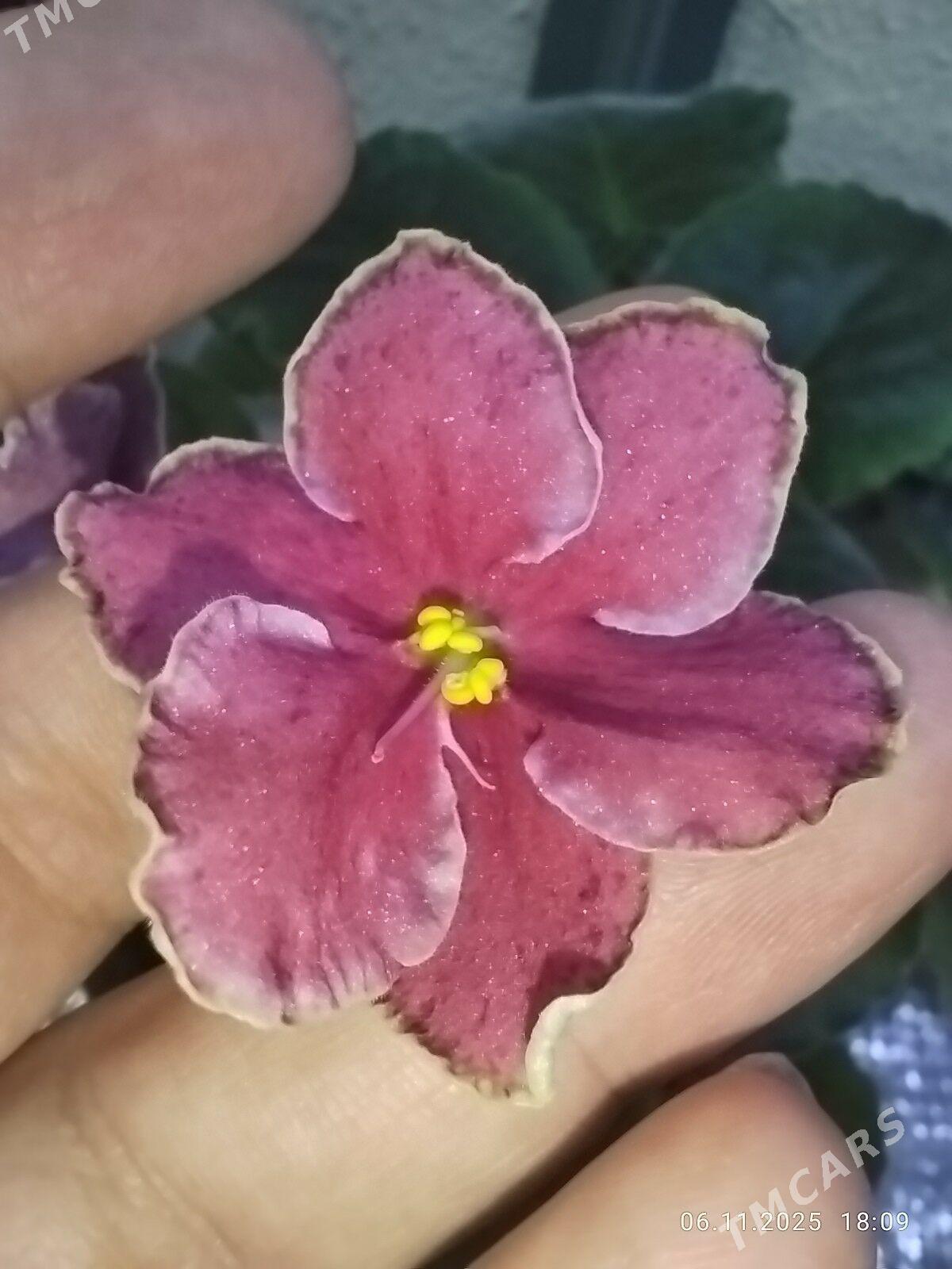 Фиалка - Ruhabat (90-njy razýezd) - img 7