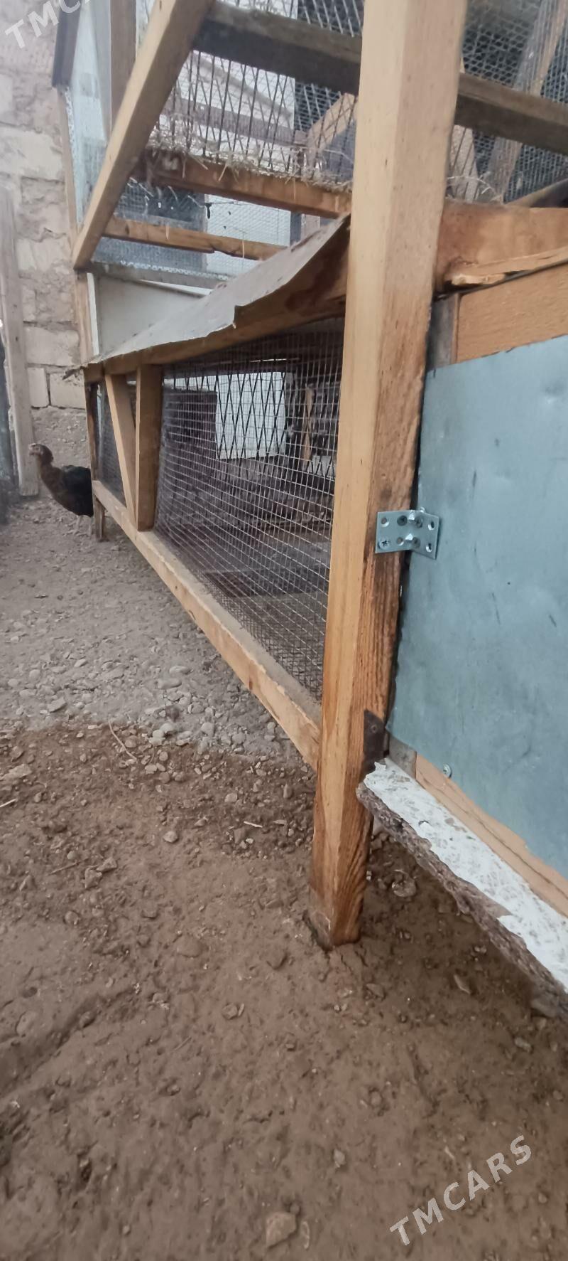 Ketek - Balkanabat - img 5