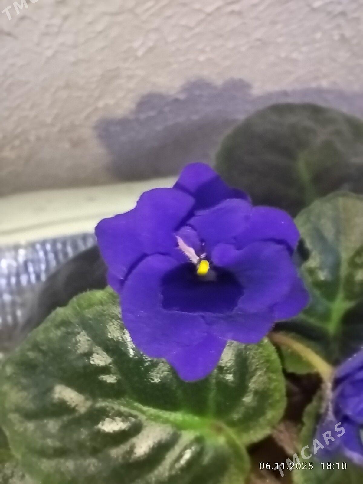 Фиалка - Ruhabat (90-njy razýezd) - img 4