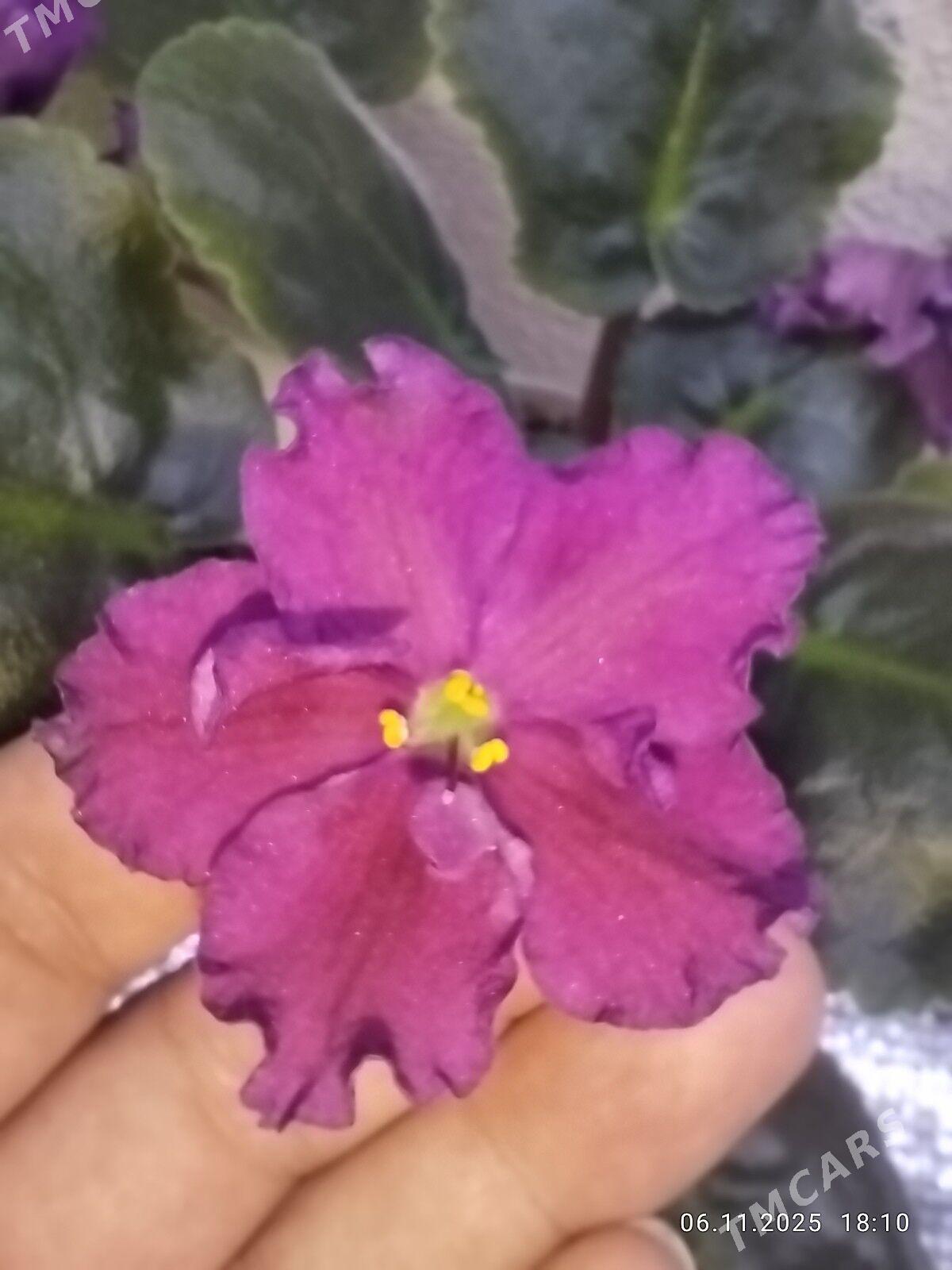 Фиалка - Ruhabat (90-njy razýezd) - img 5