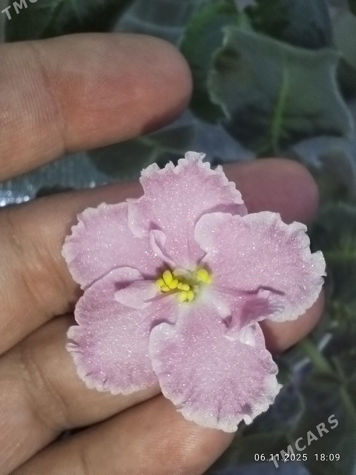 Фиалка - Ruhabat (90-njy razýezd) - img 9