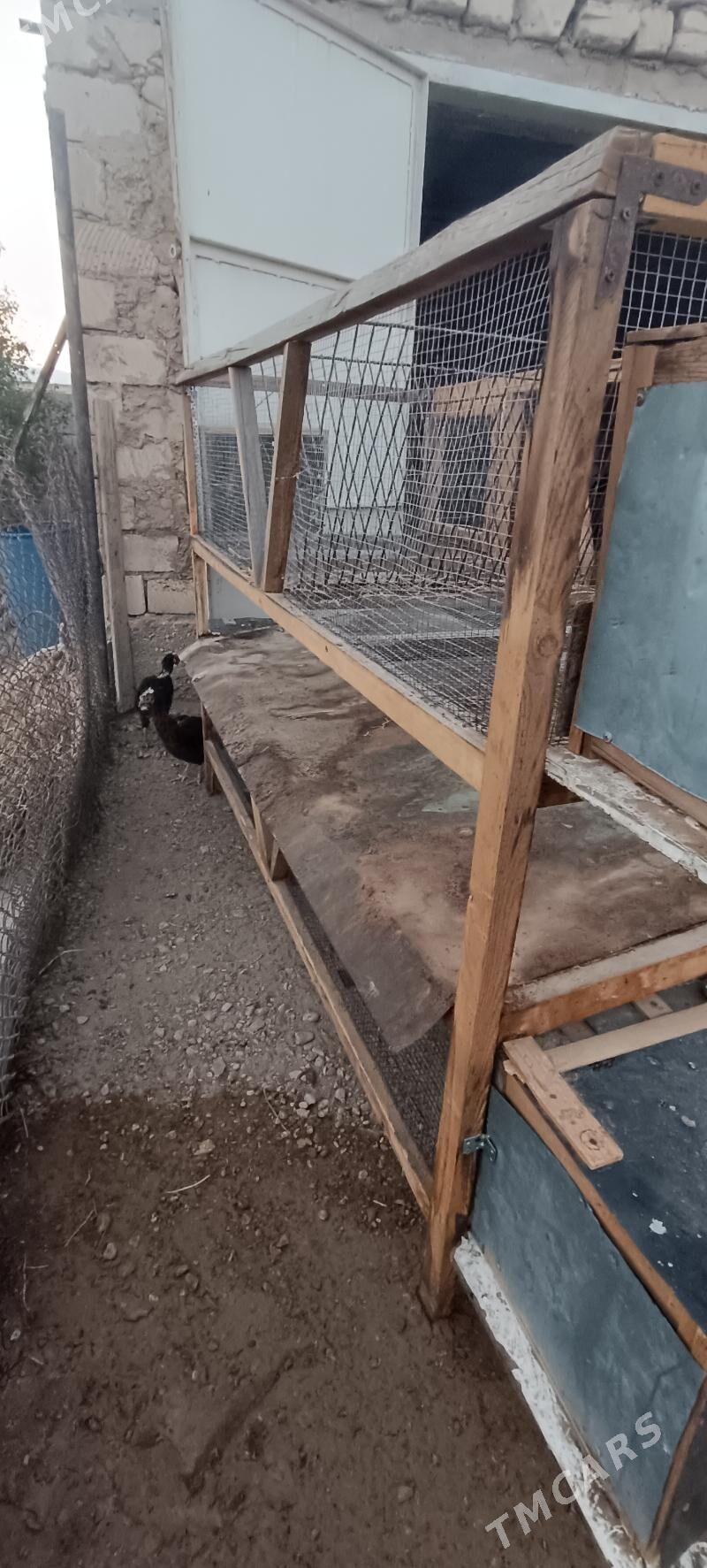 Ketek - Balkanabat - img 7