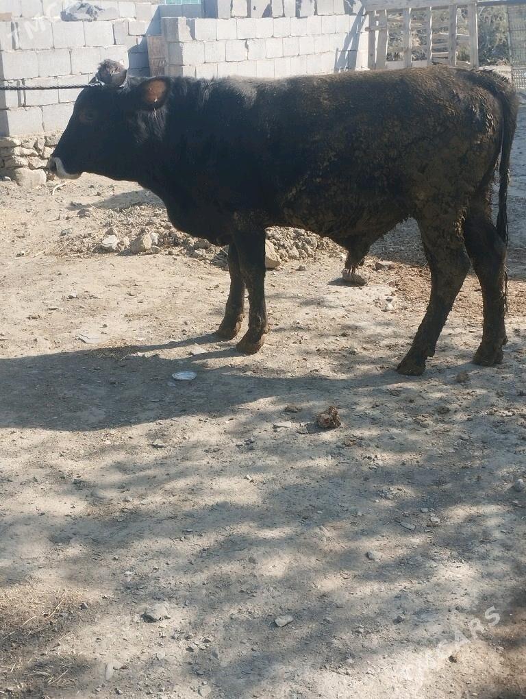 okuz - Бахарден - img 1