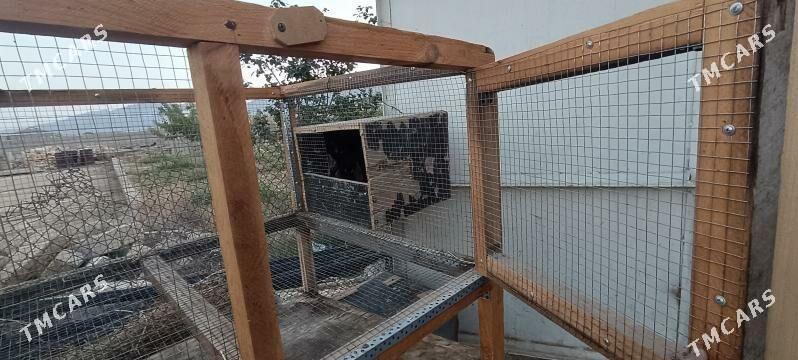 Ketek - Balkanabat - img 6