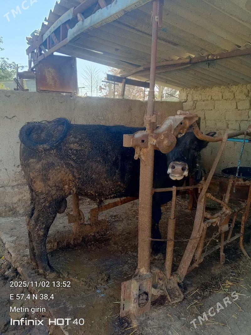 OKUZ - Бахарден - img 3