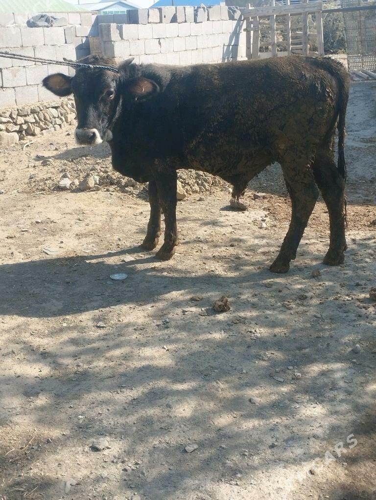 okuz - Бахарден - img 5