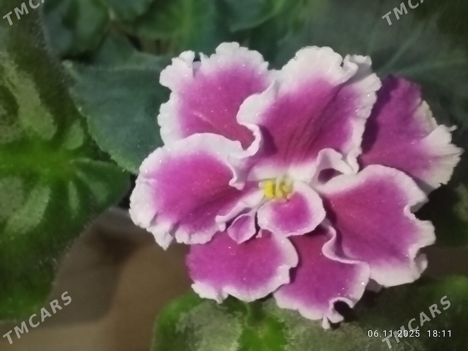 Фиалка - Ruhabat (90-njy razýezd) - img 2