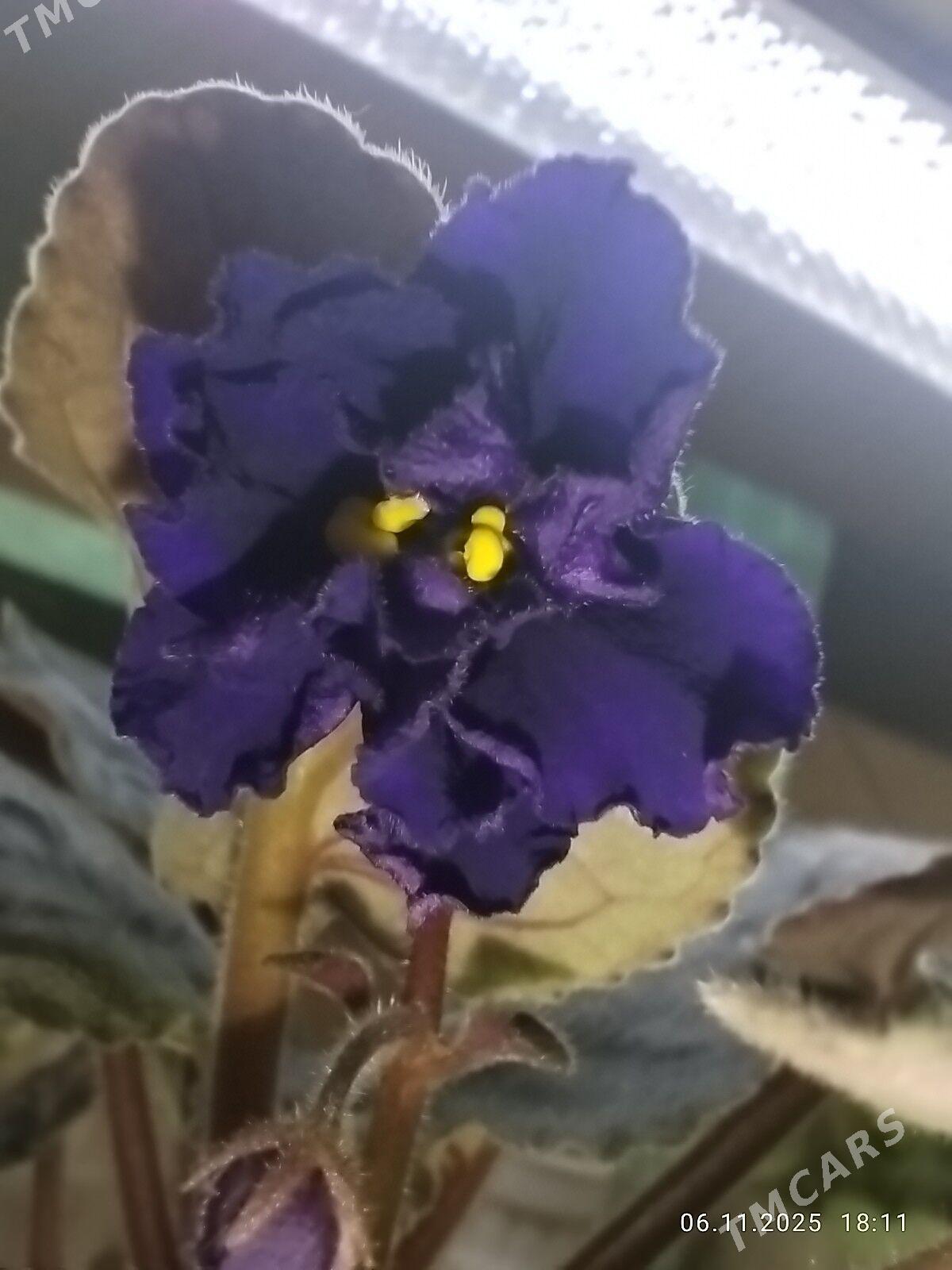 Фиалка - Ruhabat (90-njy razýezd) - img 1