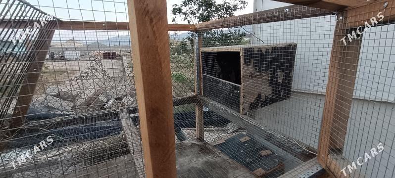 Ketek - Balkanabat - img 4