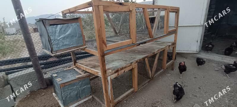 Ketek - Balkanabat - img 3