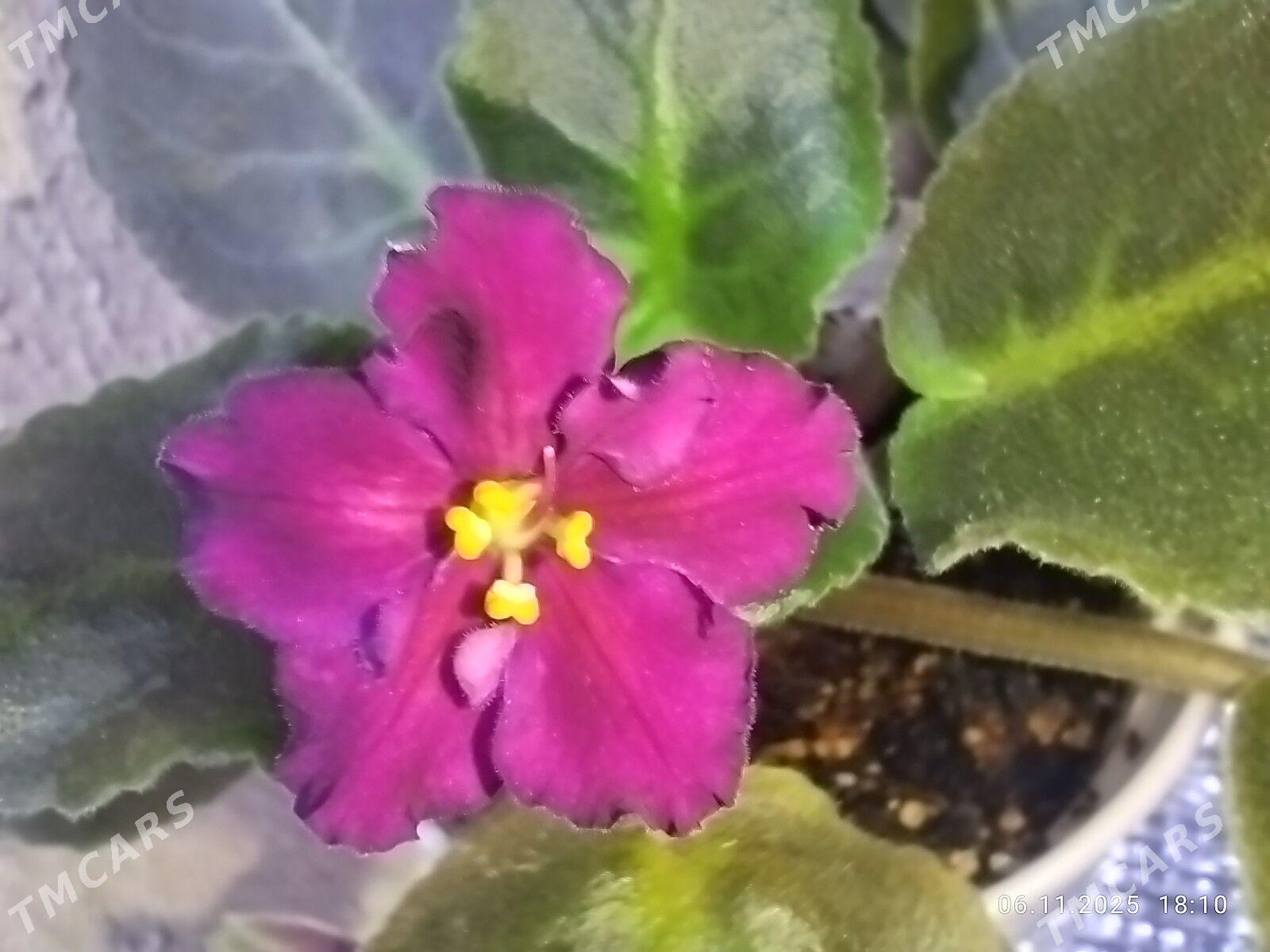 Фиалка - Ruhabat (90-njy razýezd) - img 3