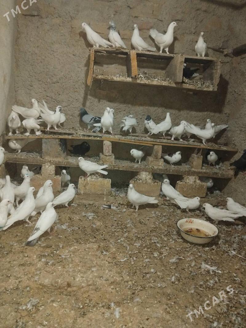 kepder - Magdanly - img 2