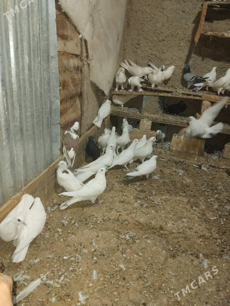 kepder - Magdanly - img 3