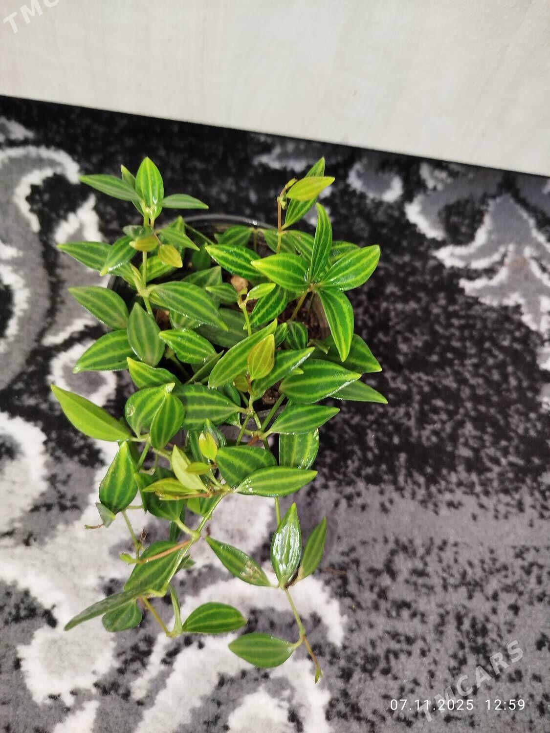 Антуриум - Рухабат (90-й разьезд) - img 7