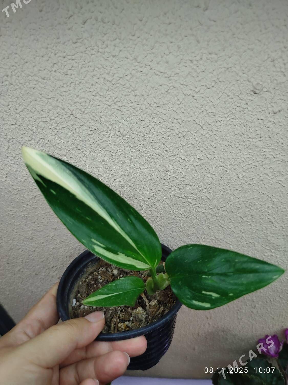 Антуриум - Рухабат (90-й разьезд) - img 4