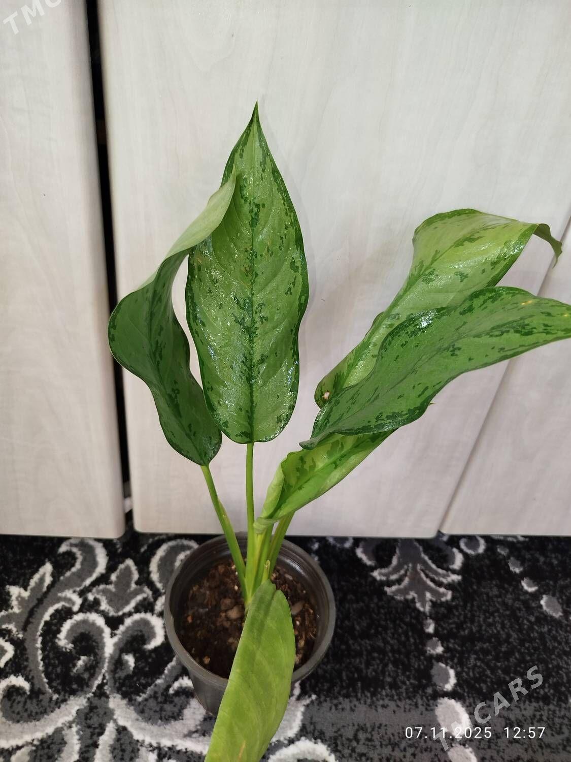 Антуриум - Рухабат (90-й разьезд) - img 10