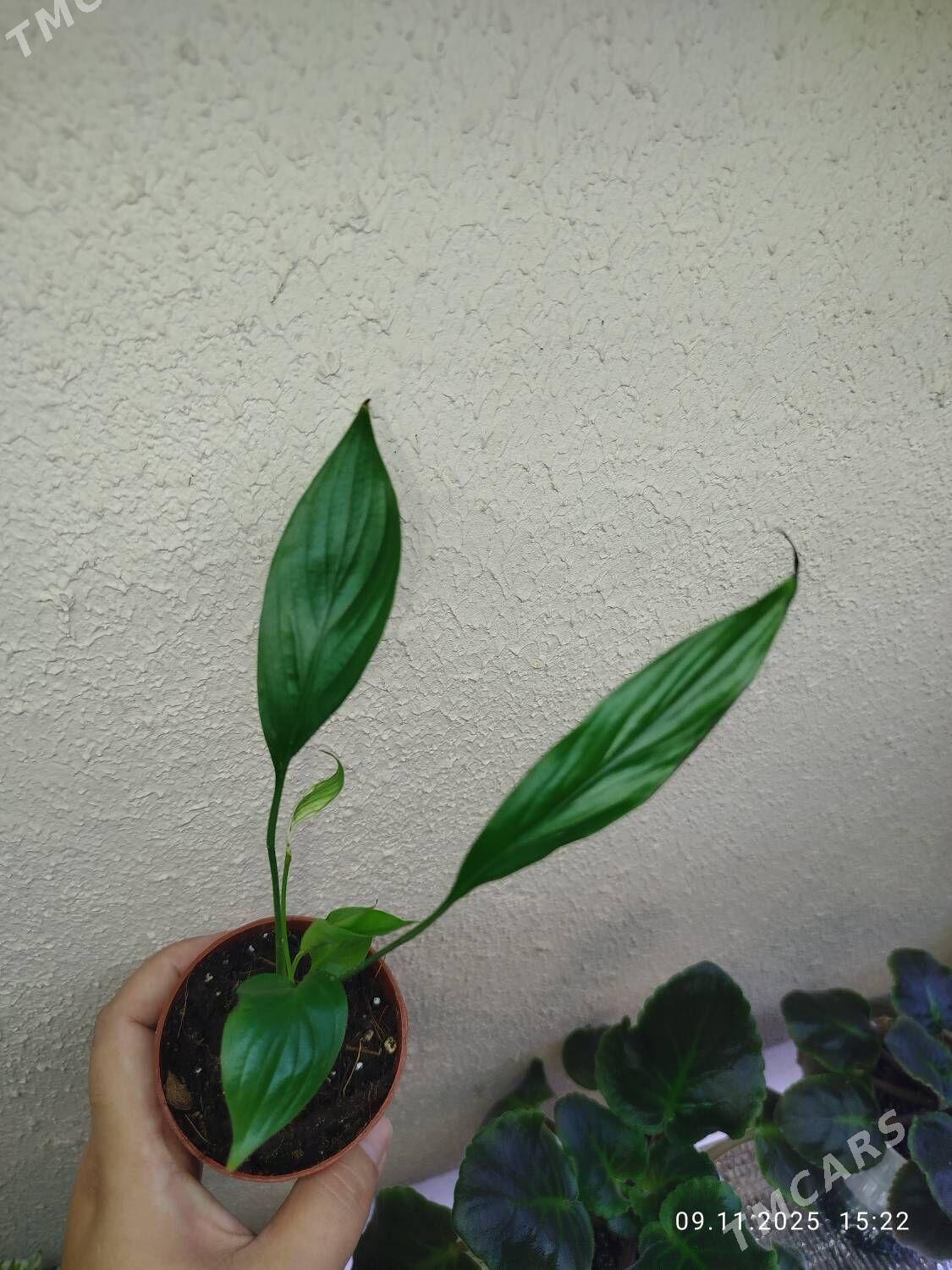 Антуриум - Рухабат (90-й разьезд) - img 2