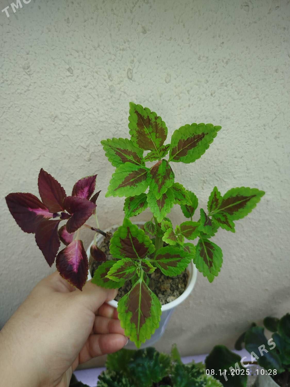 Антуриум - Рухабат (90-й разьезд) - img 3