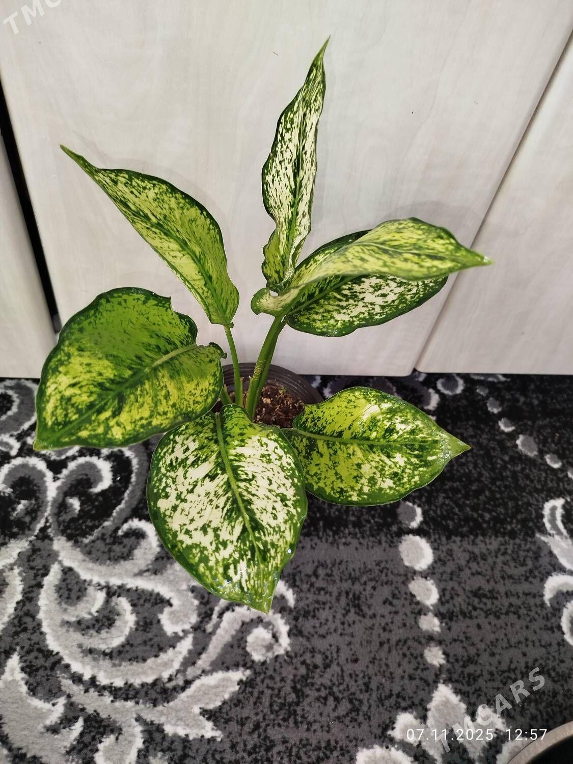 Антуриум - Рухабат (90-й разьезд) - img 9