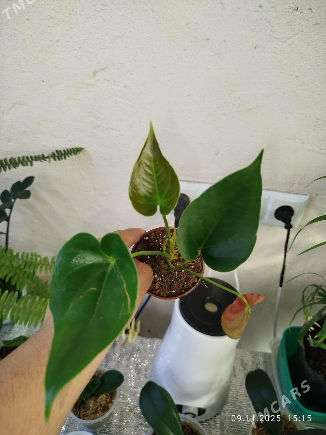 Антуриум - Рухабат (90-й разьезд) - img 1