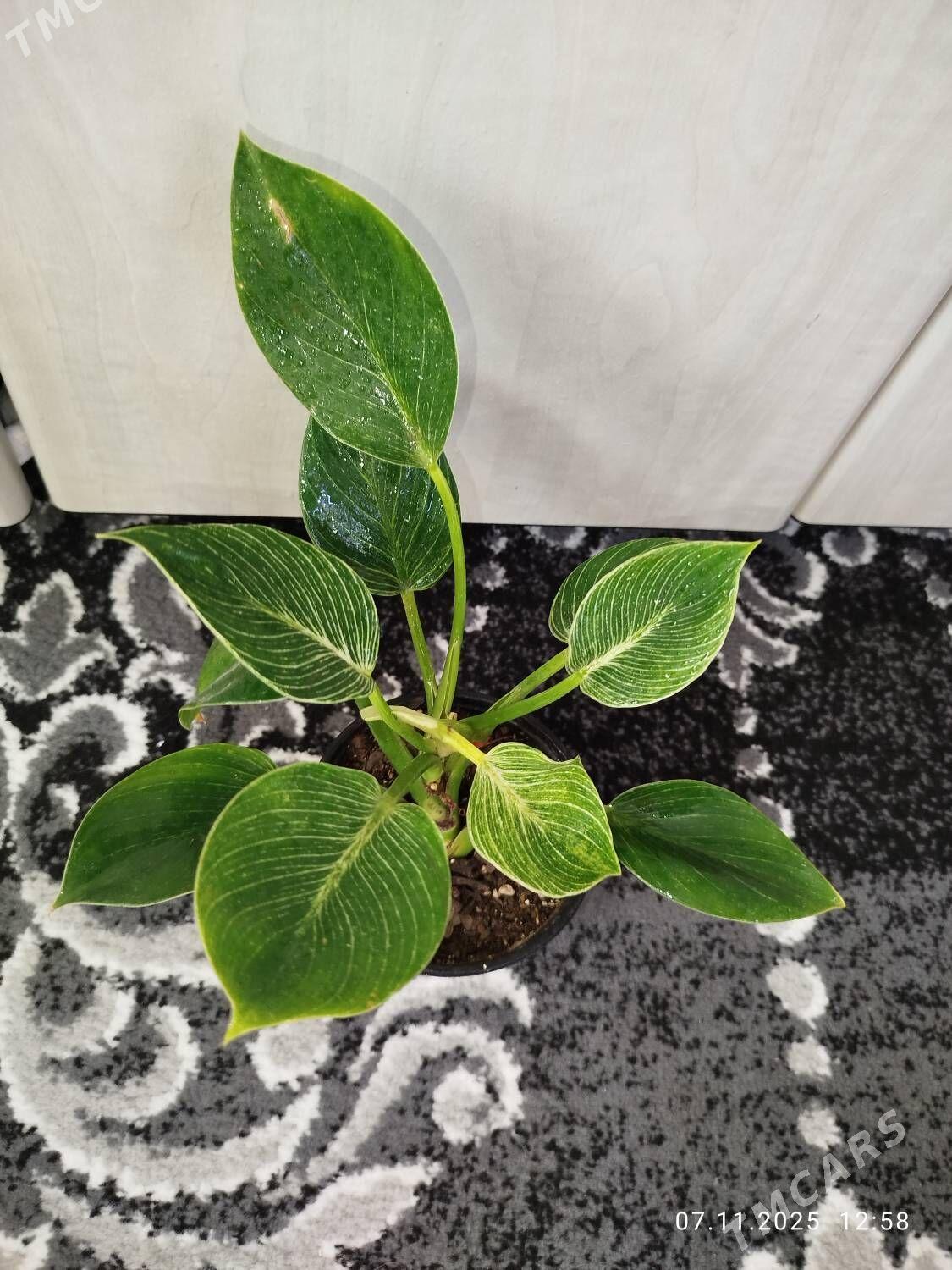 Антуриум - Рухабат (90-й разьезд) - img 8