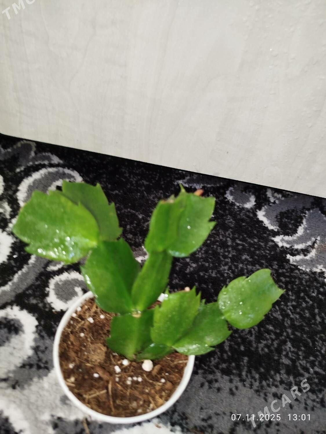 Антуриум - Рухабат (90-й разьезд) - img 5