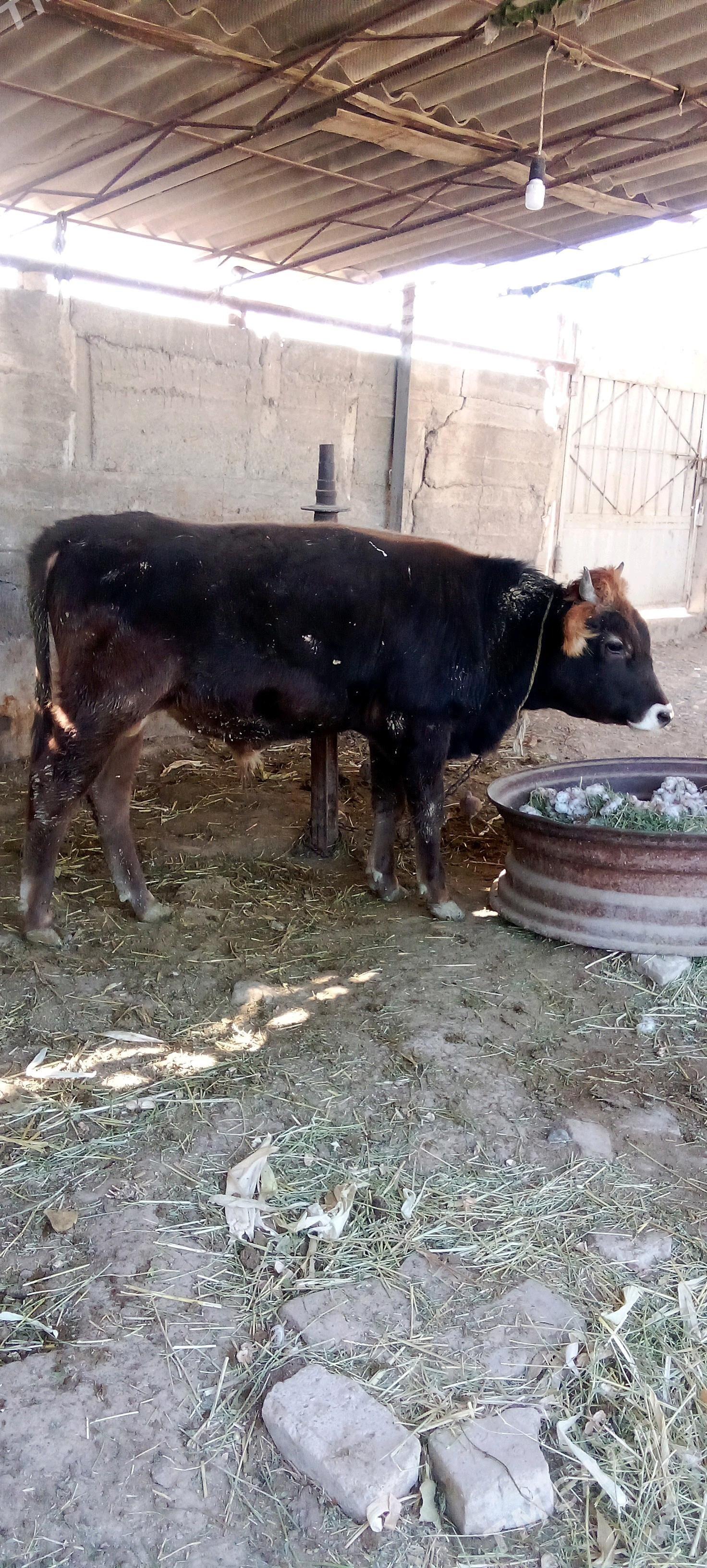 õküz - Ýaşlyk - img 2