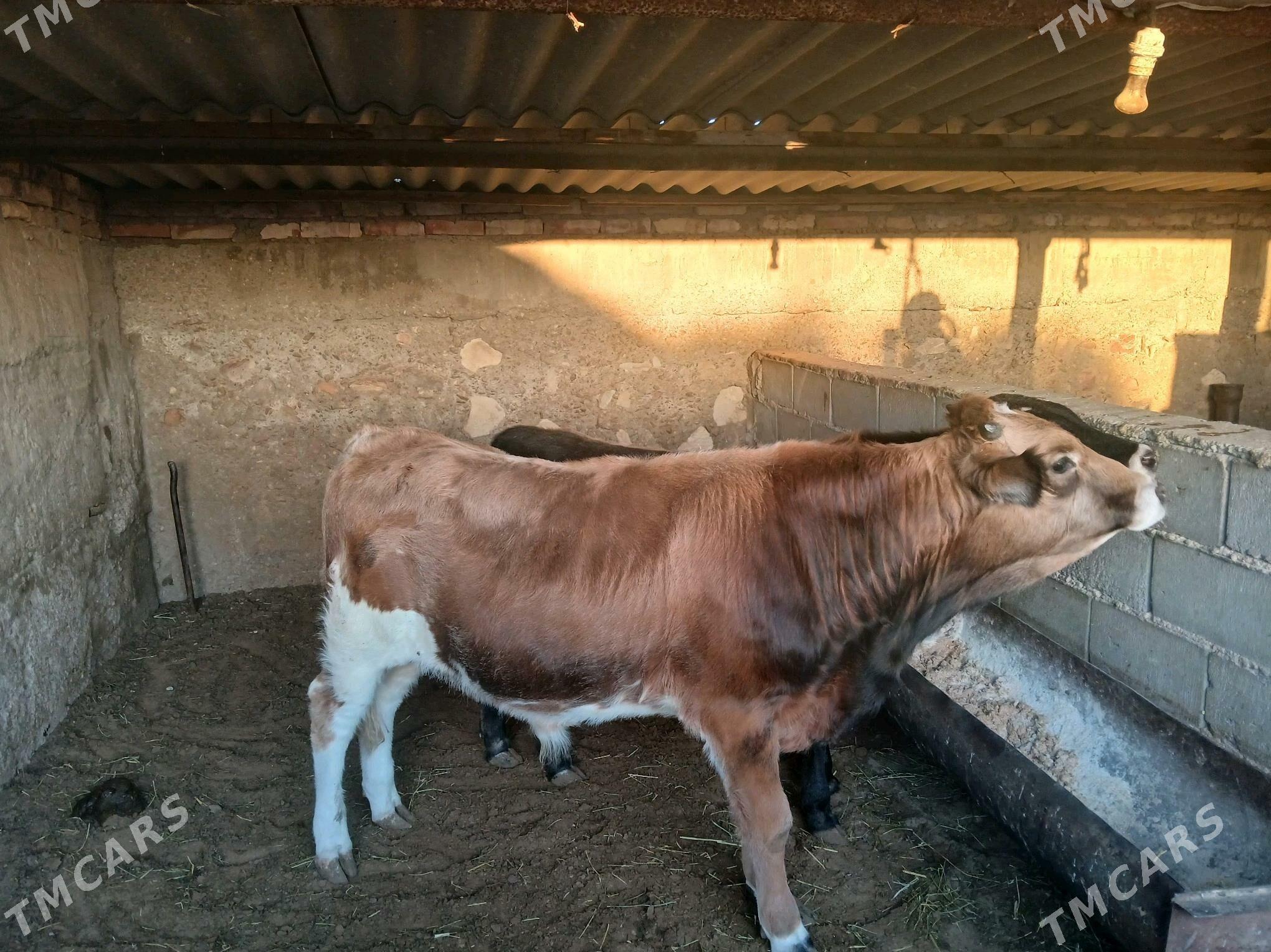 Öküz - Balkanabat - img 4