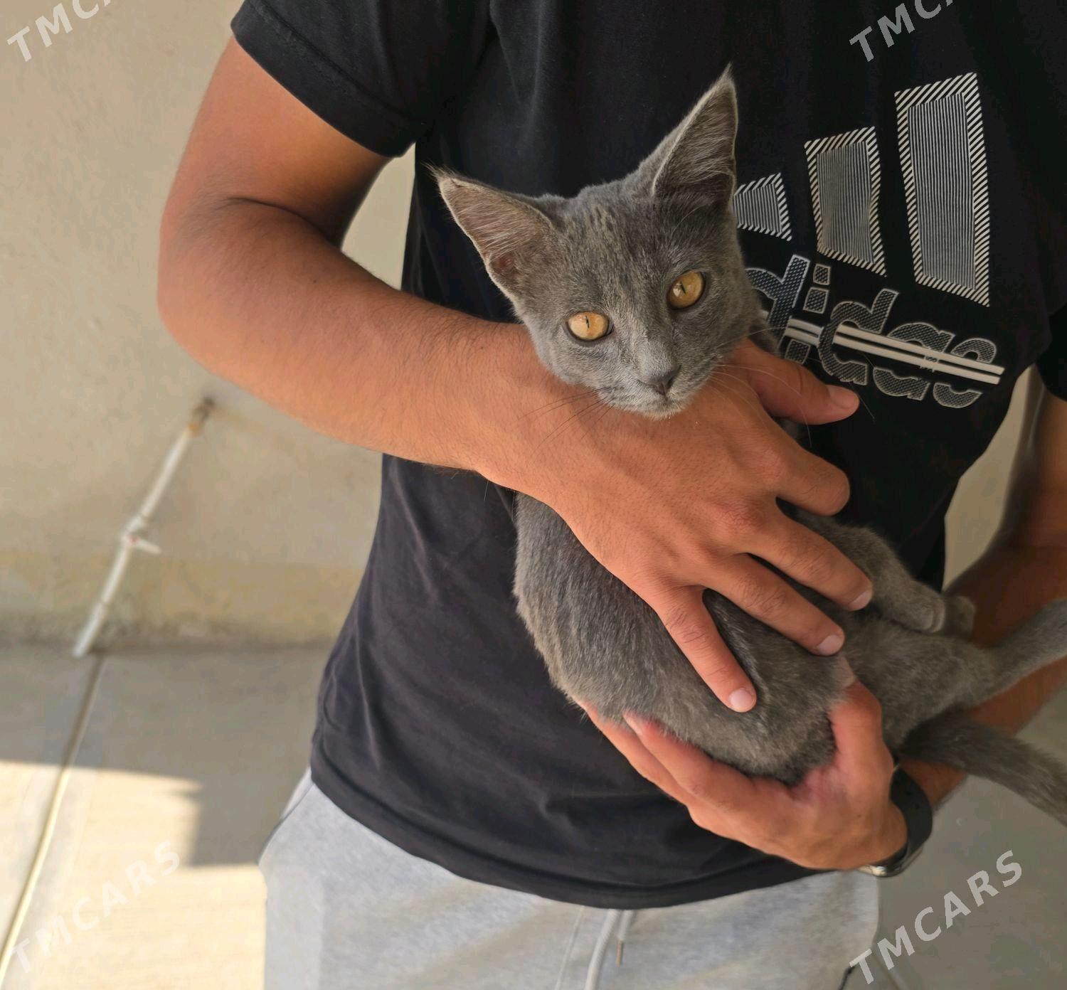 şatland pişik - Анев - img 2