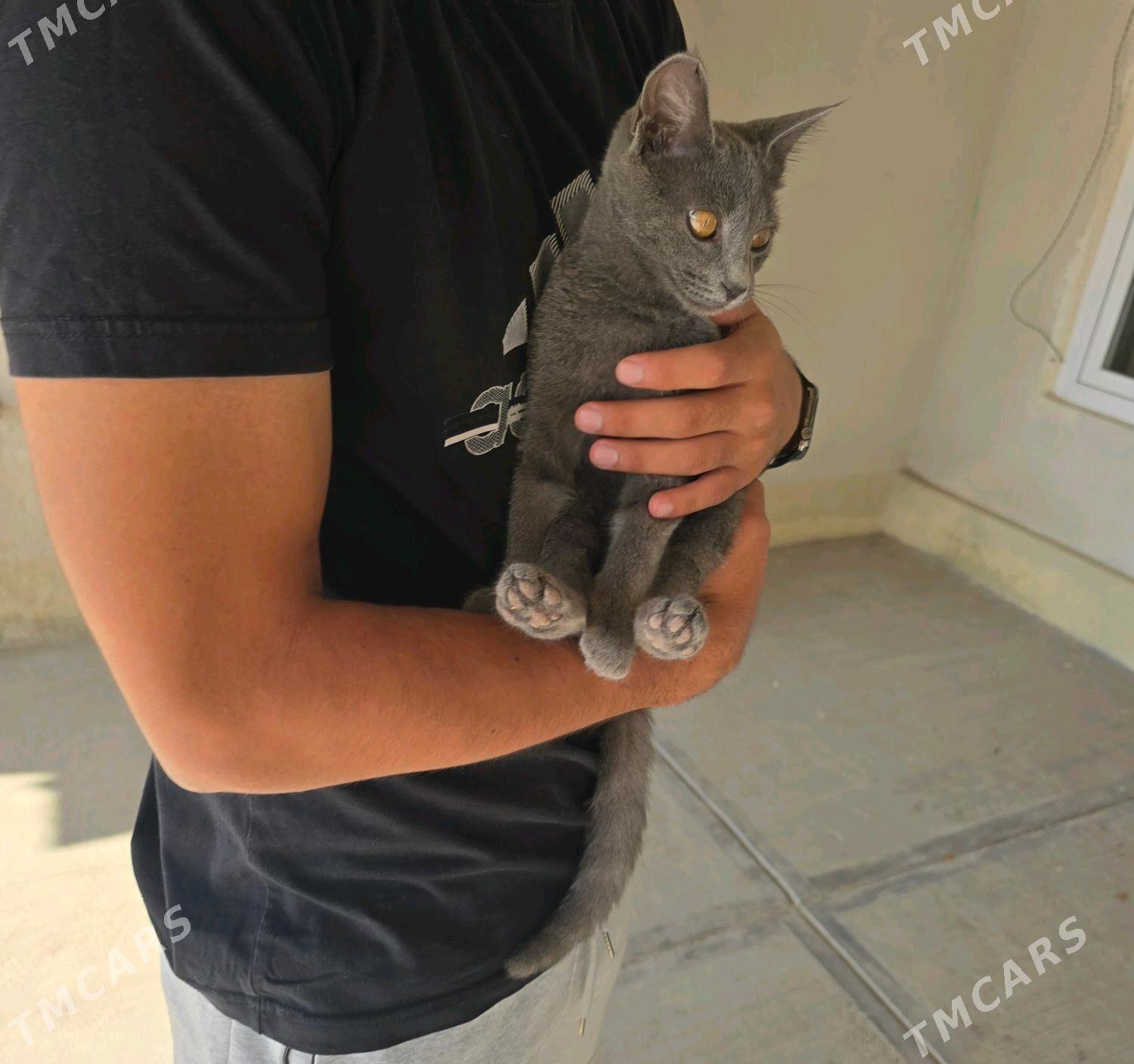 şatland pişik - Анев - img 3