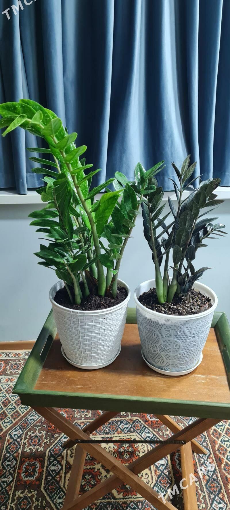 Замиокулькас - Aşgabat - img 3