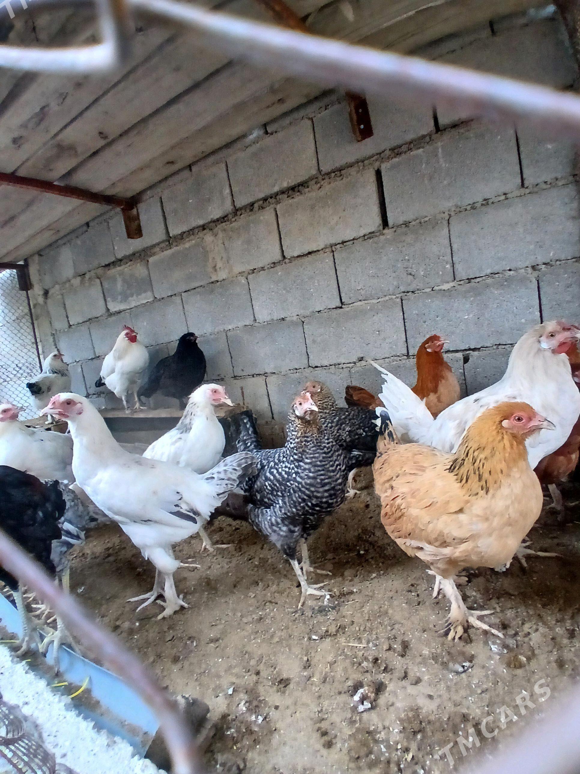 towuk - Ýaşlyk - img 2