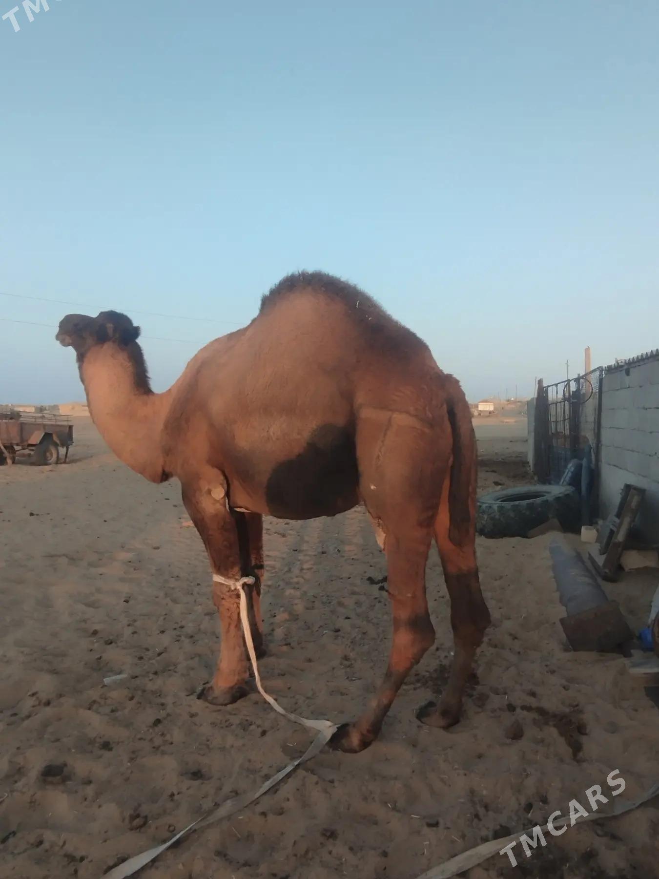 Erkek - Джебел - img 3